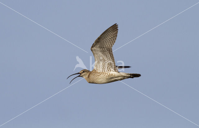 Whimbrel (Numenius phaeopus)