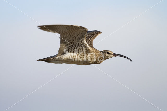 Regenwulp (Numenius phaeopus)