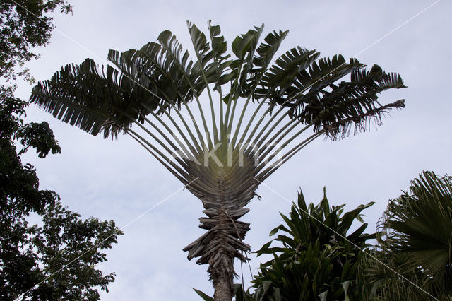 Reizigersboom (Ravenala madagascariensis)