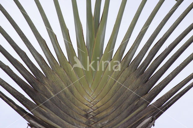 traveler’s tree (Ravenala madagascariensis)