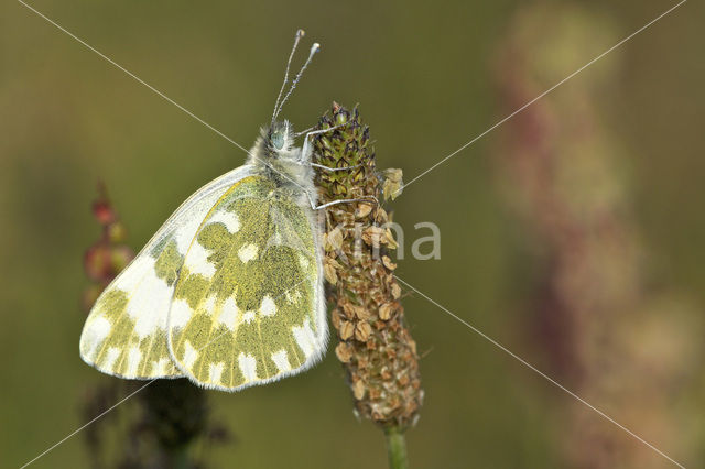 Resedawitje (Pontia daplidice)