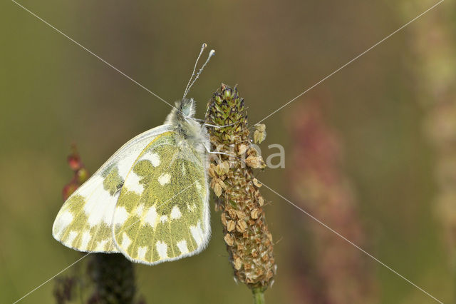 Resedawitje (Pontia daplidice)