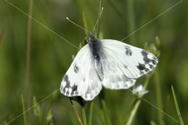 Resedawitje (Pontia daplidice)