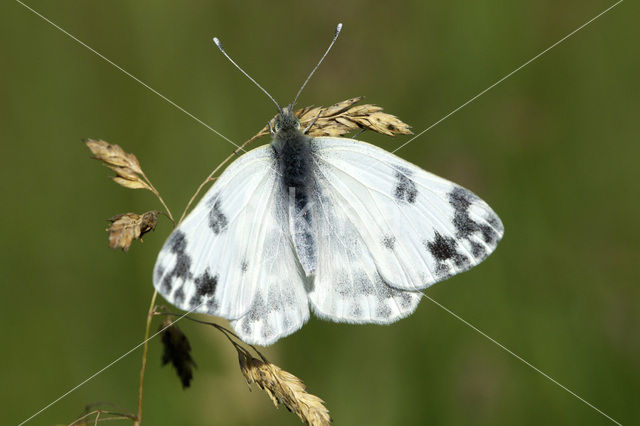 Bath White (Pontia daplidice)