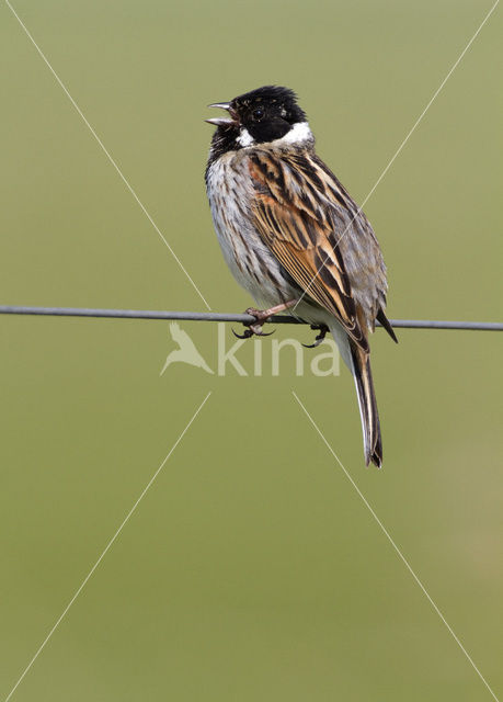 Rietgors (Emberiza schoeniclus)