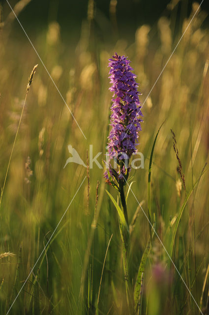 Southern Marsh-orchid (Dactylorhiza praetermissa)