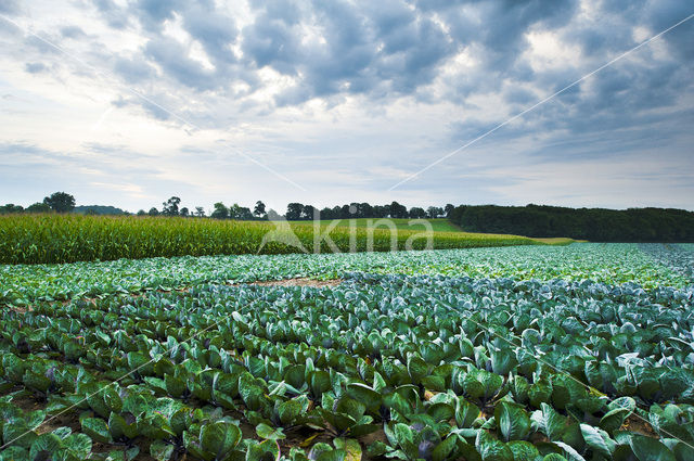 Wild Cabbage (Brassica oleracea oleracea)