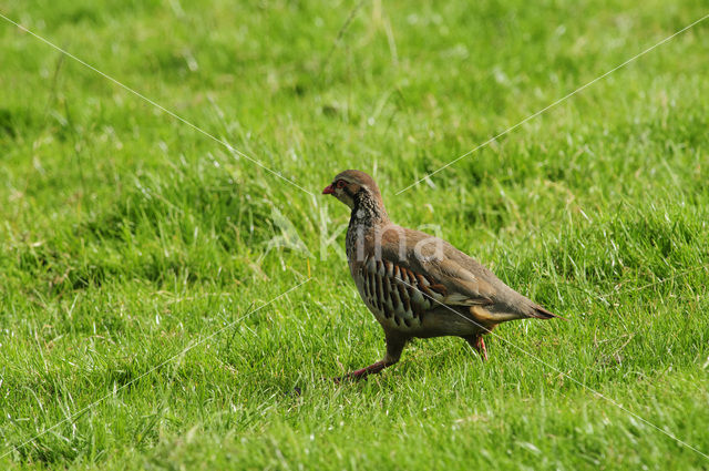 Red-legged Partridge (Alectoris rufa)