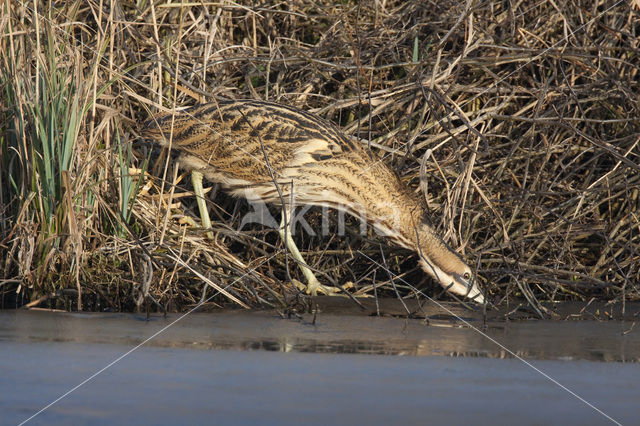 Bittern (Botaurus stellaris)