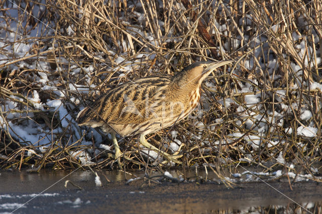 Bittern (Botaurus stellaris)