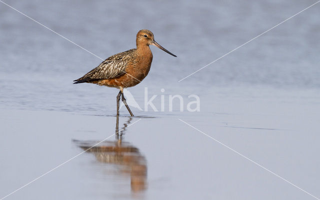 Rosse Grutto (Limosa lapponica)