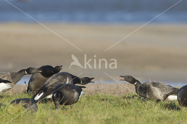 Rotgans (Branta bernicla)