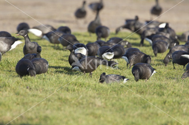 Rotgans (Branta bernicla)