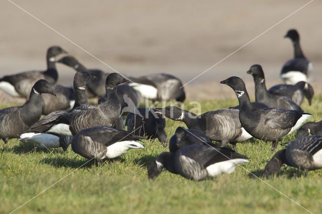 Rotgans (Branta bernicla)