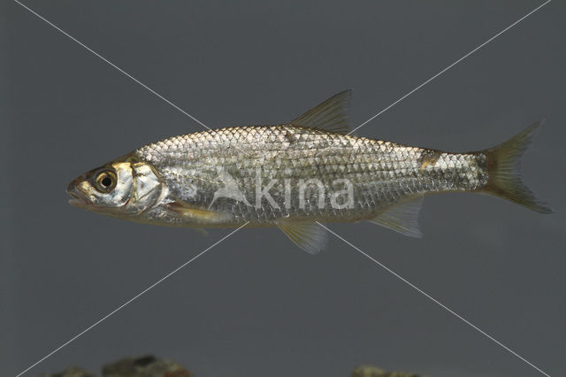 Dace (Leuciscus leuciscus)