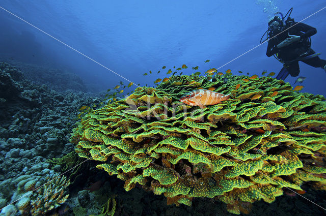 lettuce coral (Agaricia agaricites)