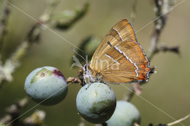 Brown Hairstreak (Thecla betulae)