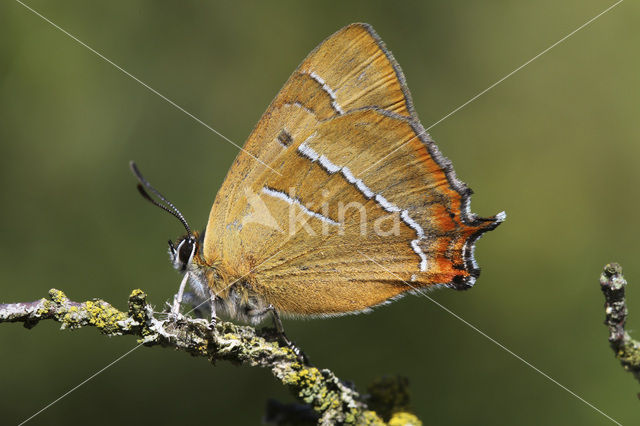 Brown Hairstreak (Thecla betulae)