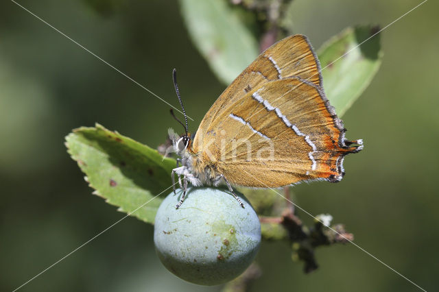 Sleedoornpage (Thecla betulae)