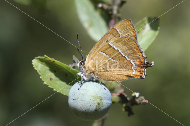 Sleedoornpage (Thecla betulae)