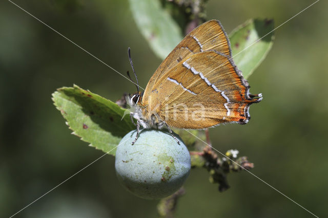 Sleedoornpage (Thecla betulae)