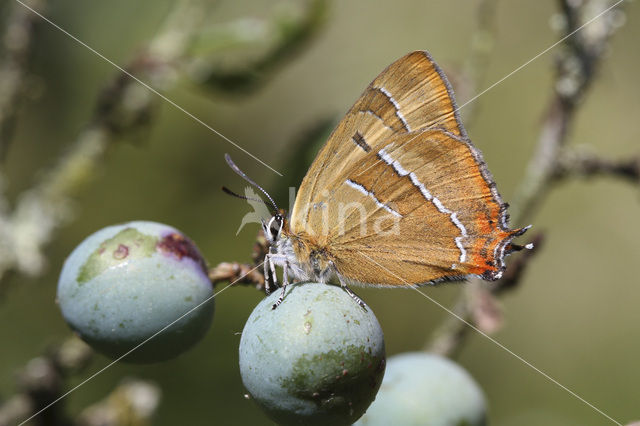 Sleedoornpage (Thecla betulae)