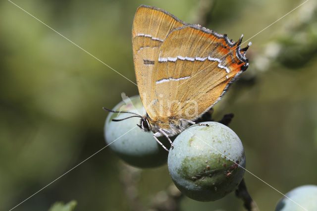 Sleedoornpage (Thecla betulae)