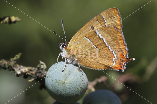 Brown Hairstreak (Thecla betulae)