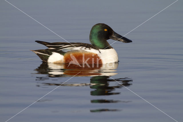 Northern Shoveler (Anas clypeata)