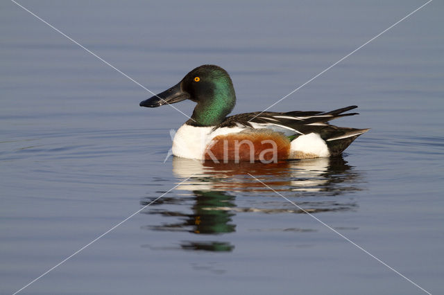 Slobeend (Anas clypeata)