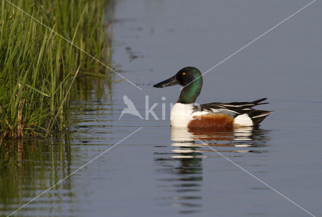 Slobeend (Anas clypeata)