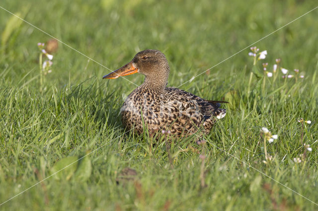 Slobeend (Anas clypeata)