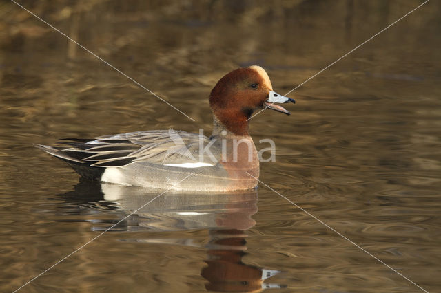 Wigeon (Anas penelope)