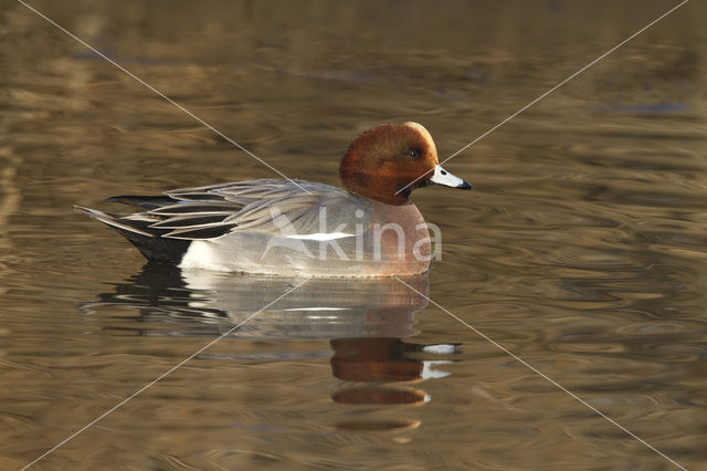 Wigeon (Anas penelope)