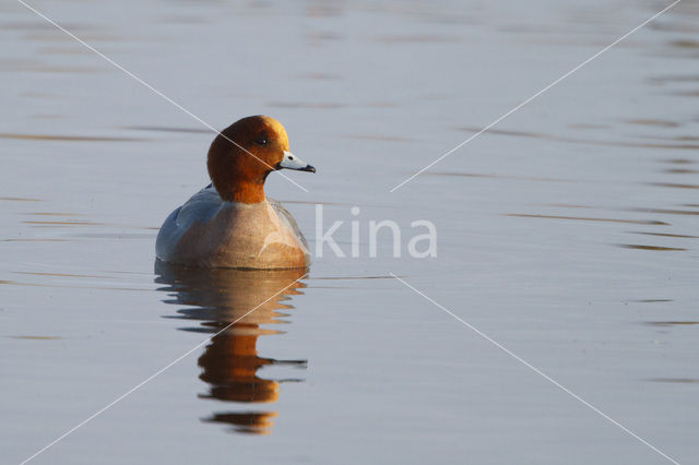 Wigeon (Anas penelope)