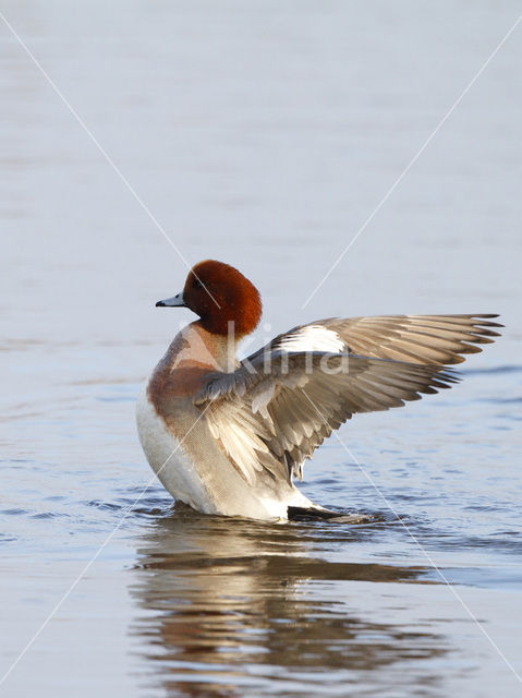 Wigeon (Anas penelope)