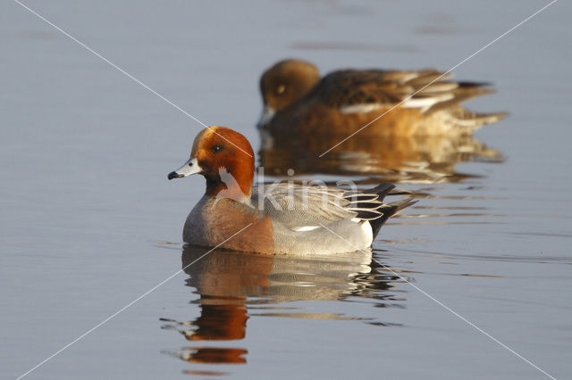 Wigeon (Anas penelope)