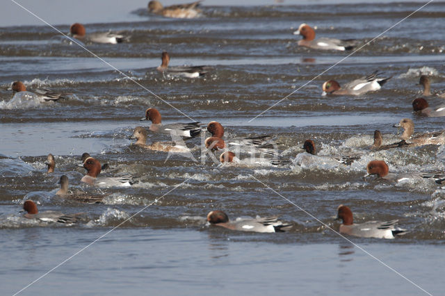 Wigeon (Anas penelope)