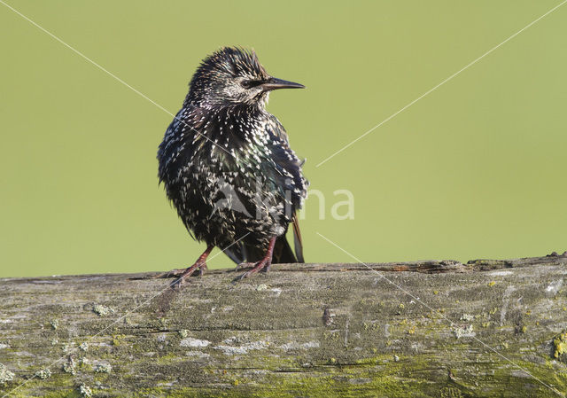 European Starling (Sturnus vulgaris)