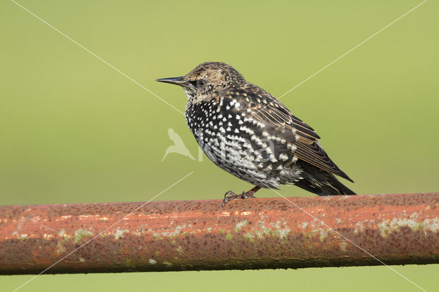 European Starling (Sturnus vulgaris)