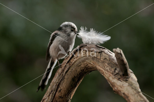 Staartmees (Aegithalos caudatus)