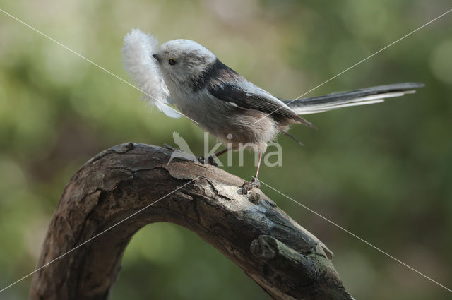 Staartmees (Aegithalos caudatus)