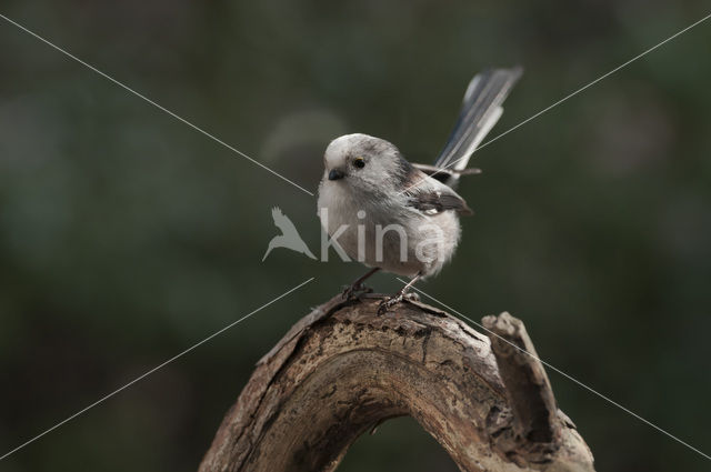 Staartmees (Aegithalos caudatus)