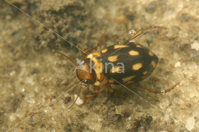 Stictotarsus duodecimpustulatus