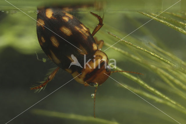 Stictotarsus duodecimpustulatus