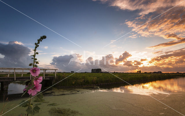 Hollyhock (Alcea rosea)