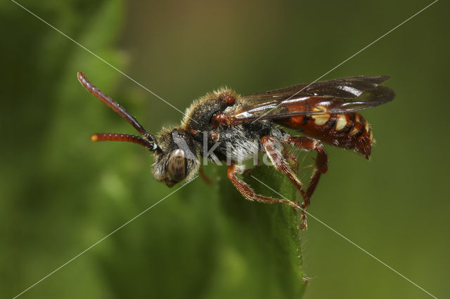 Stomptandwespbij (Nomada striata)