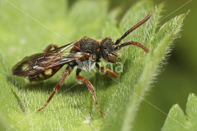 Wasp-bee (Nomada striata)