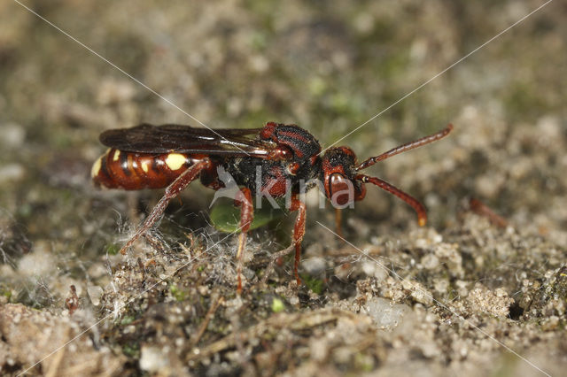 Wasp-bee (Nomada striata)