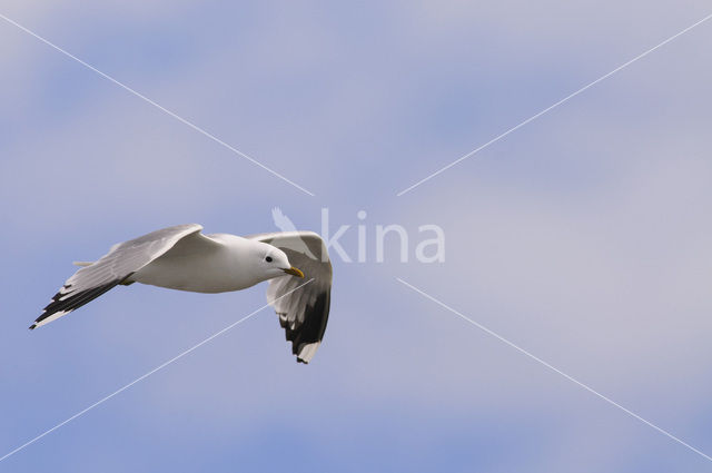 Stormmeeuw (Larus canus)